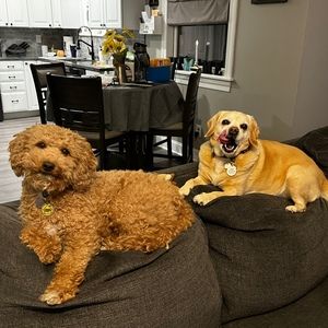 Meet your Posher, Sue